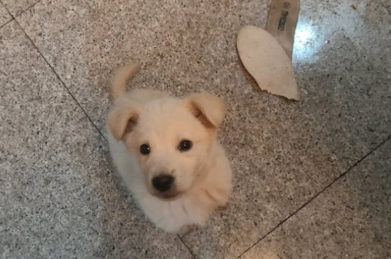 狗狗打喷嚏怎么回事，老打喷嚏可能是感冒的原因