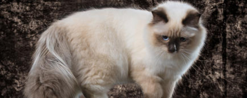 粘人的猫品种