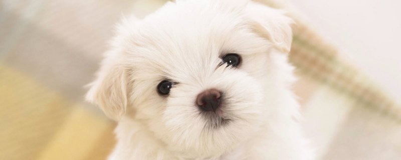 狗狗拉出来白色长虫子