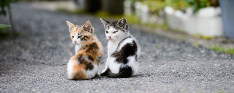 人吃了猫薄荷会致幻吗