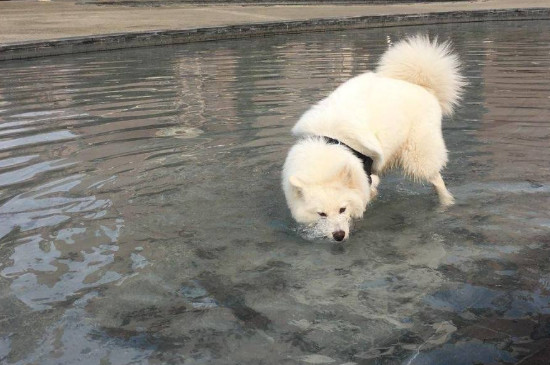 养萨摩耶犬有什么坏处