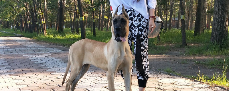 大丹犬认主吗