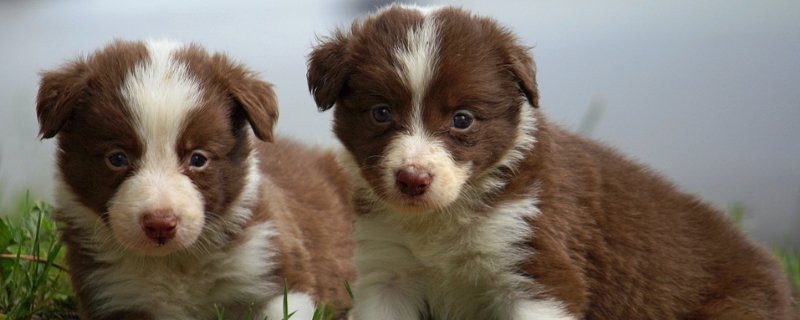 幼犬有必要吃营养膏吗