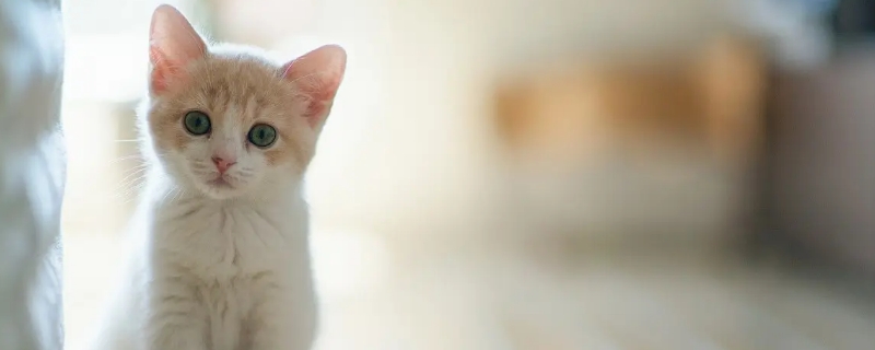 猫咪一直盯着你看是什么意思