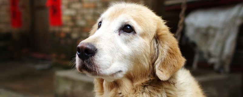 金毛犬性格温顺吗，金毛是三大温顺犬之一