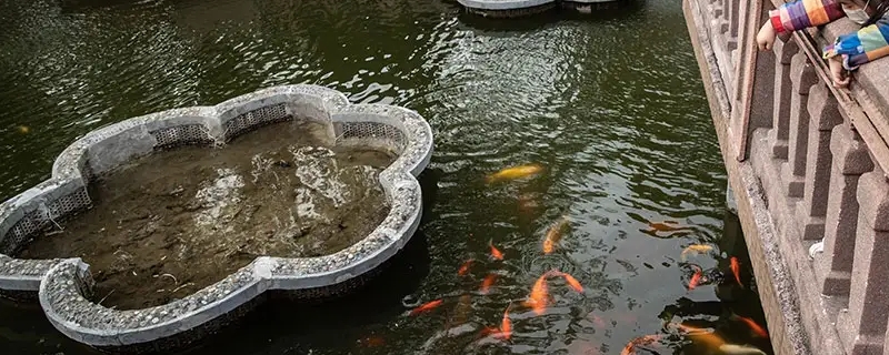 鱼多久喂一次