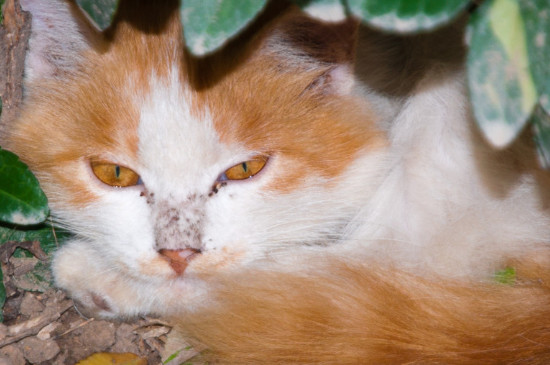 猫粘上老鼠胶怎么洗掉