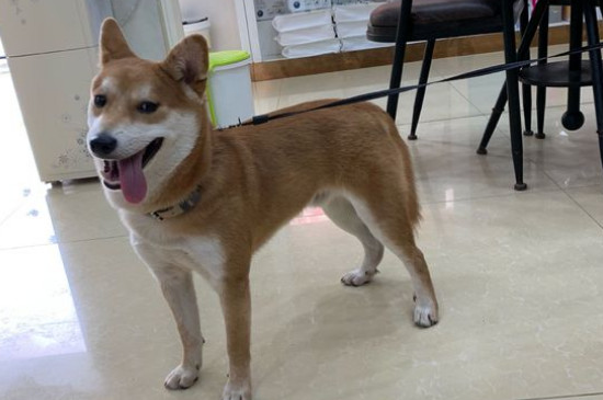 柴犬为什么不喜欢被抱