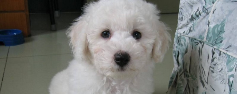 比熊犬寿命多少年