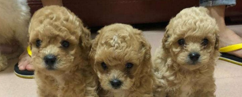 泰迪三样不能吃