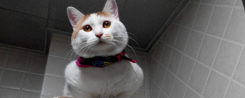 猫咪吐了没消化的猫粮