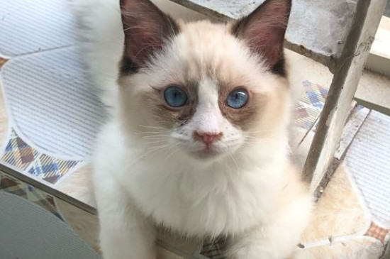 猫中毒的表现是什么