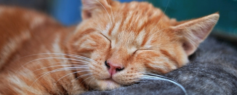 橘猫记仇的表现