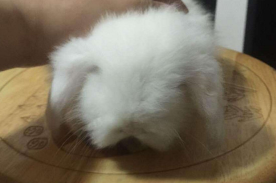 兔子需要磨牙吗