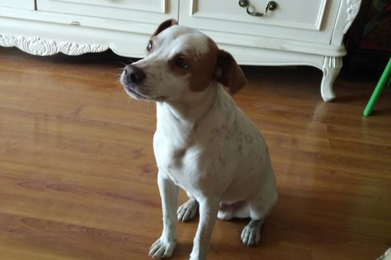 太仓犬适合家养吗