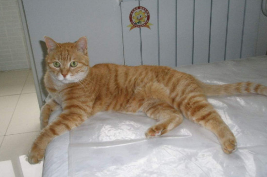 怎么知道猫咪有没有发烧