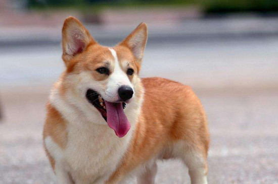 怎么训练柯基犬