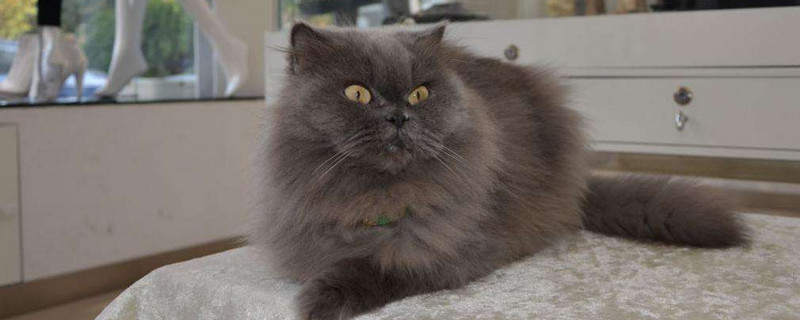 长毛蓝猫1000贵吗，长毛蓝猫什么价位