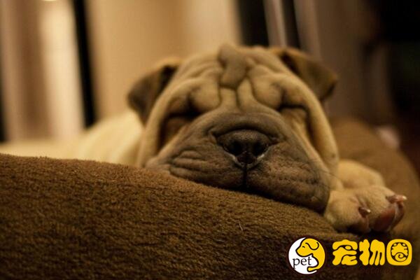 盘点五类斗牛犬，中国斗牛犬也曾红极一时(如今濒危)
