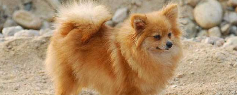 芬兰狐狸犬会咬人吗