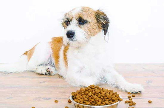 小狗不吃狗粮怎么办