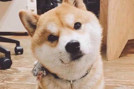 柴犬与秋田犬的区别
