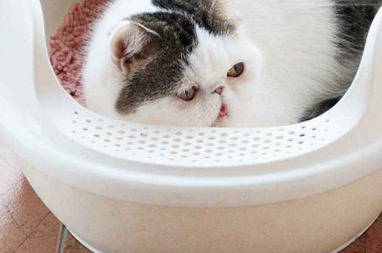 松木猫砂和豆腐猫砂哪个好，两种猫砂的区别和优缺点对比