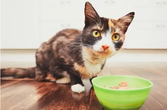 猫饿三天会饿死吗