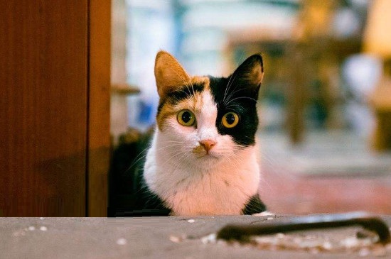 家猫是什么品种