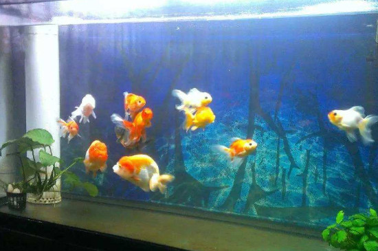 鱼缸反气举副作用