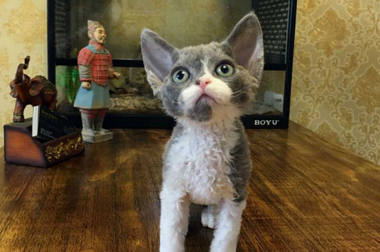 好养的体型小的猫