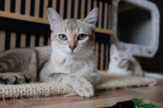 小猫吐了是怎么回事