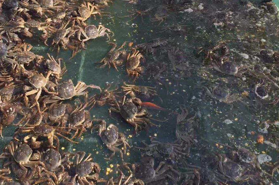 家养小河蟹怎么养