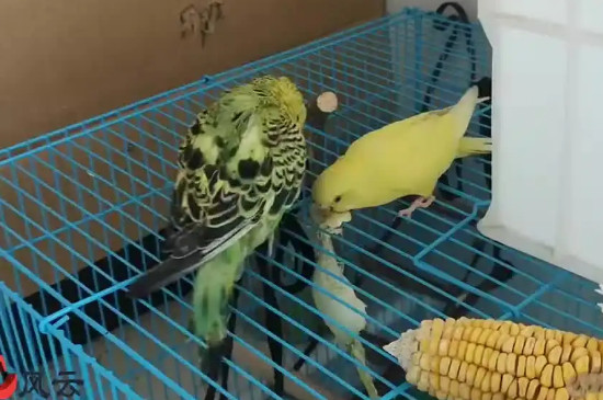 鹦鹉踩背几次才下蛋