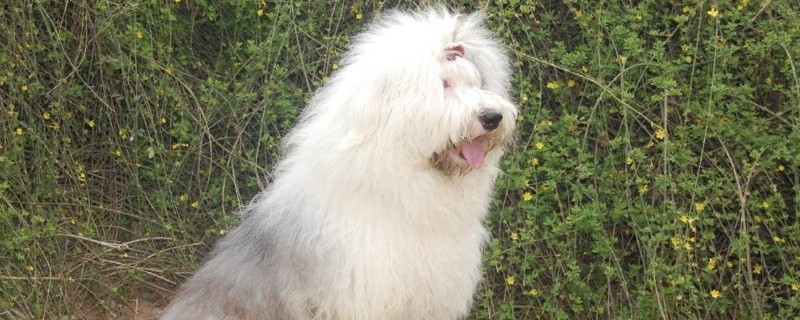 古牧犬智商排第几，智商排名第63位