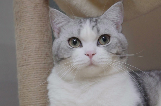 猫口炎症状