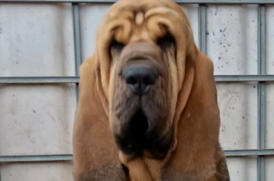 世界十大猎犬品种排名，山区打猎最厉害的狗图片
