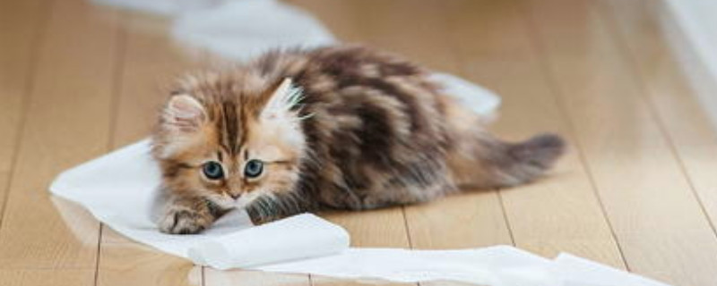 小猫老叫个不停怎么回事