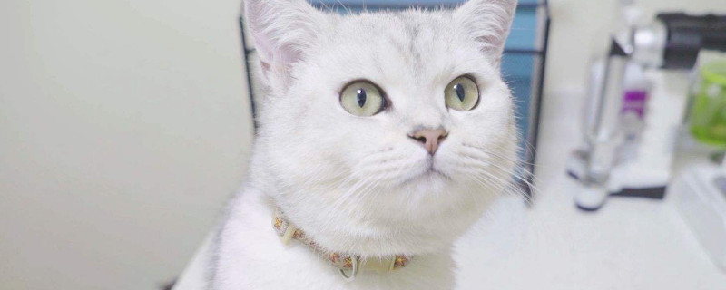 猫为什么那么喜欢酸奶