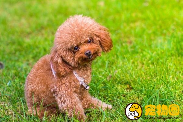 什么狗狗长不大，十种适合家养的中小型犬(泰迪最受欢迎)