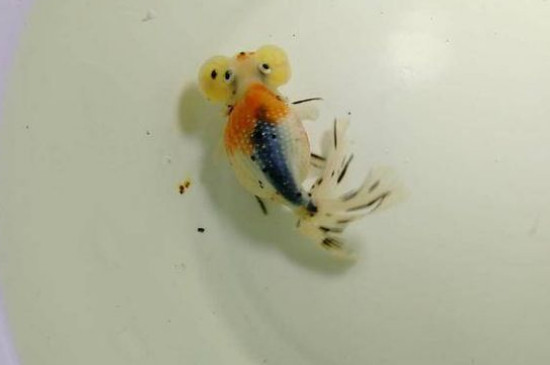 金鱼的记忆有多久