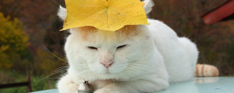 猫猫一直打喷嚏正常吗