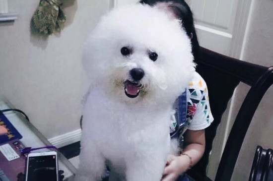 狗狗能吃脆冬枣吗