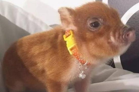 怎么让小香猪长不大