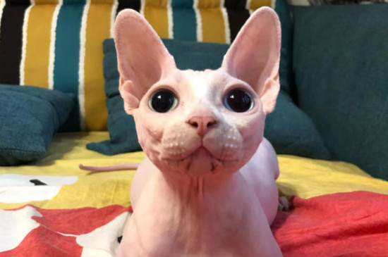 斯芬克斯猫一天喂几顿