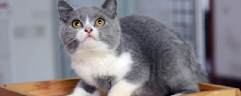 猫尿不出来尿怎么解决