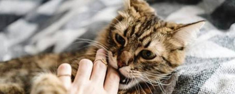 小猫咬人正常吗