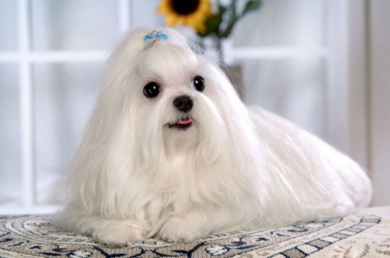 世界十大昂贵狗，盘点10种世界上最名贵的犬种