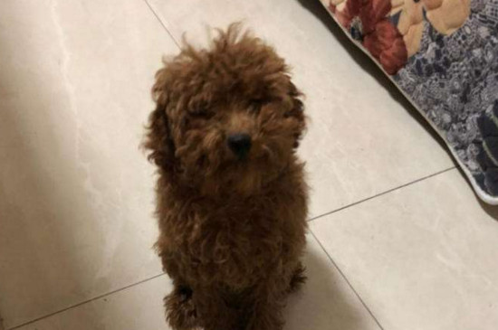 刚出生两三个月的泰迪怎么养，泰迪幼犬的养护注意事项