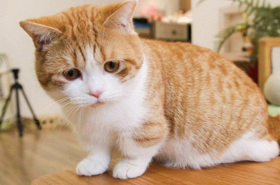 猫突然粘人预示什么